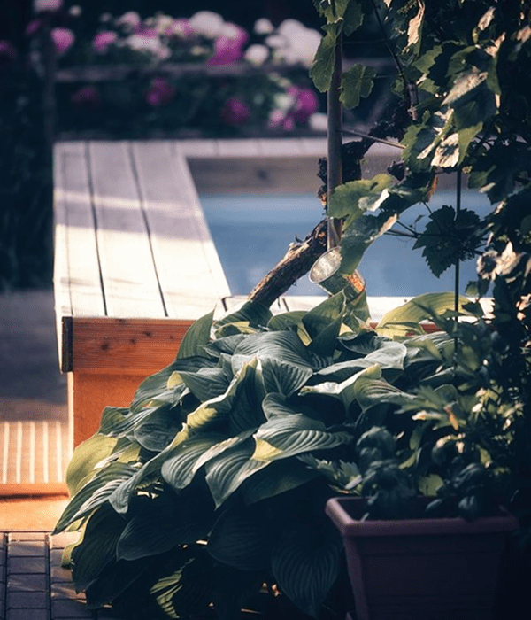 Garden with pool and lush green plants.